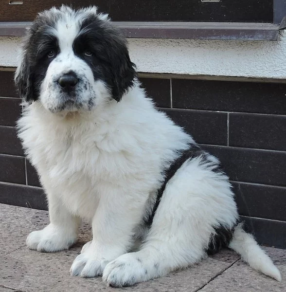 Pyrenejský mastin